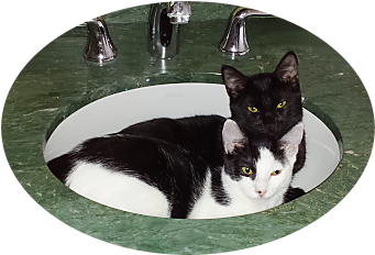 Lola and Muffin in the sink