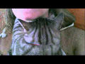 My cat kneads my neck