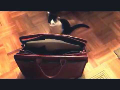 Lola & Muffin in briefcase
