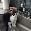 Lola in kitchen sink