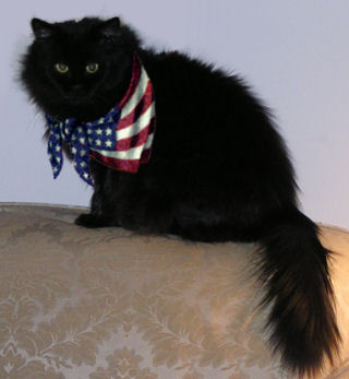 I'm a Yankee Doodle Kitty