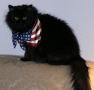 I'm a Yankee Doodle Kitty