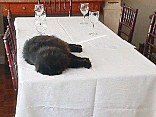 Setting the table for a party? Me first!