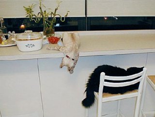 I think I'll try to catch Spooky's tail.